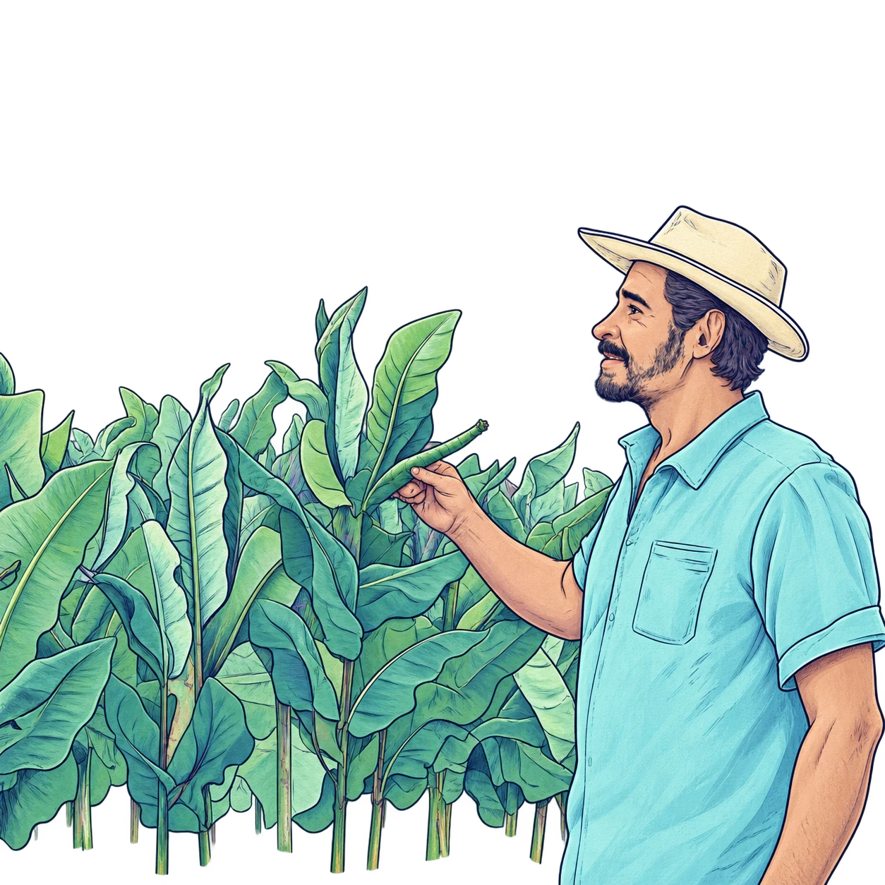 WAB illustration of a farmer inspecting a banana crop
